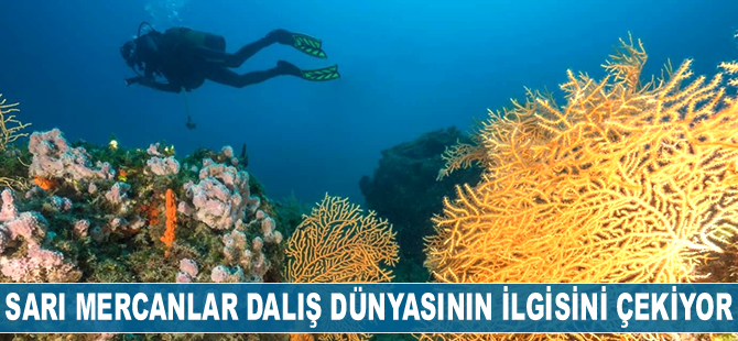Ayvalık’ın sarı mercanları dalış dünyasının ilgisini çekiyor