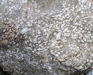 Sivas’ta 55 milyon yıllık deniz canlısı fosili bulundu
