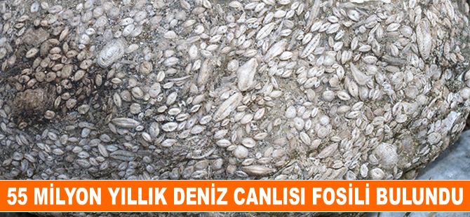 Sivas’ta 55 milyon yıllık deniz canlısı fosili bulundu