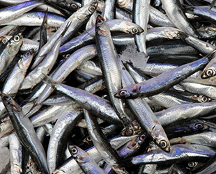 Trabzonlu balıkçıların umudu hamsi oldu