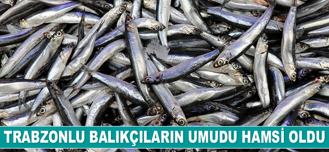Trabzonlu balıkçıların umudu hamsi oldu