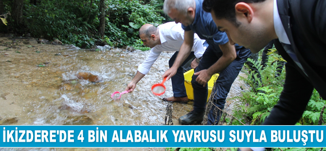 İkizdere'de 4 bin alabalık yavrusu suyla buluştu