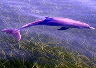 Yunusların hızının sırrı nihayet çözüldü