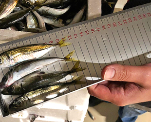 Gürpınar’da boy ölçülerine uymayan 6.5 ton balığa el konuldu