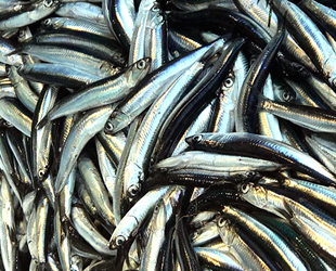 Karadenizli balıkçıların umudu hamsi oldu