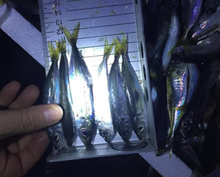 Ordu’da 188 kasa istavrite el konuldu