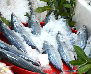 Palamut geçen yıla göre fiyatını 7'ye katladı