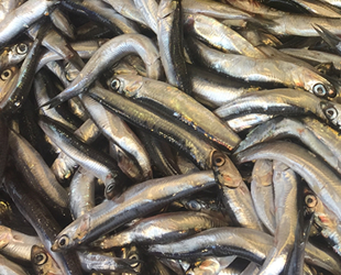 Erken çıkan hamsi, balıkçıları endişelendirdi