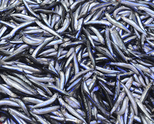 Hamdi Arslan, 'Balık av sezonu Kasım’da kapanabilir' uyarısı yaptı