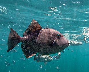 Petrol çalışmaları, Amazon Resifi'ndeki doğal hayatı yok edebilir