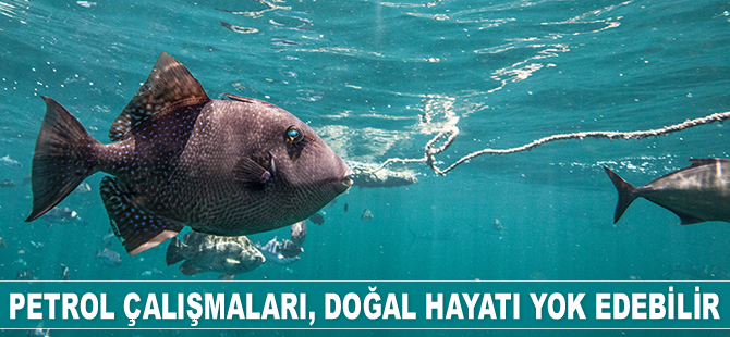 Petrol çalışmaları, Amazon Resifi'ndeki doğal hayatı yok edebilir