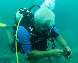 Büyük ayı ıstakozu takıldığı ‘hayalet ağ’dan kurtarıldı