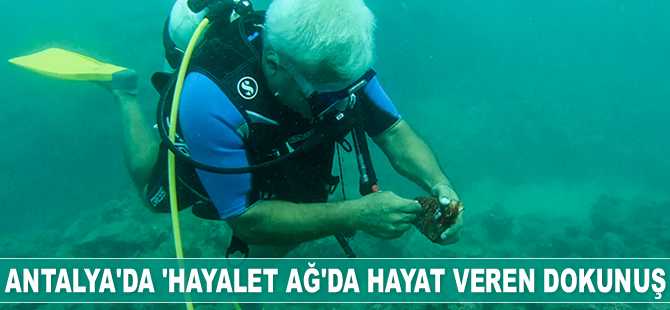 Büyük ayı ıstakozu takıldığı ‘hayalet ağ’dan kurtarıldı