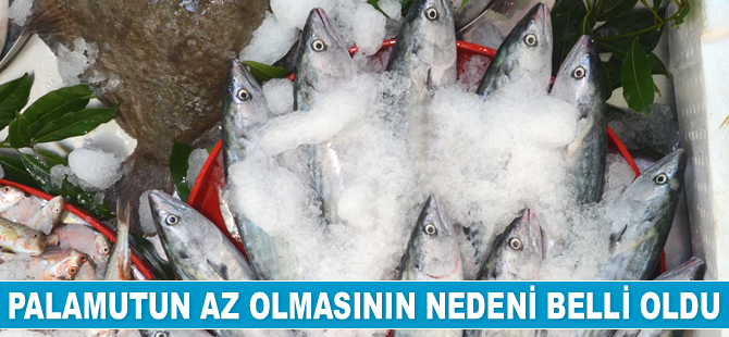 Palamutun az olmasının nedeni belli oldu