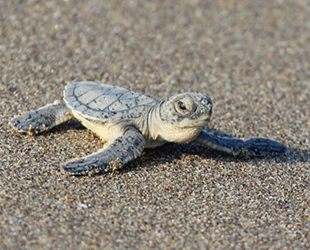 Binlerce kaplumbağa yavrusu denizle buluştu