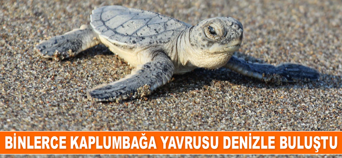 Binlerce kaplumbağa yavrusu denizle buluştu