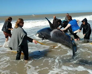 Arjantin'de kıyıya vuran 6 katil balina kurtarıldı