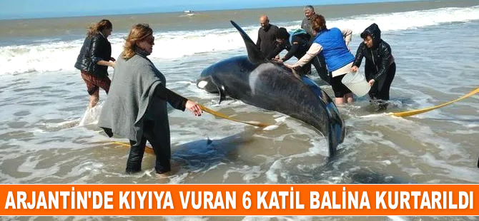 Arjantin'de kıyıya vuran 6 katil balina kurtarıldı