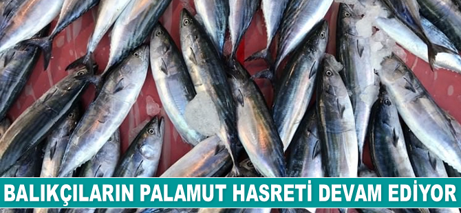 Balıkçıların palamut hasreti devam ediyor