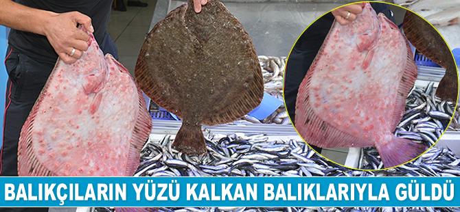 Balıkçıların yüzü kalkan balıklarıyla güldü