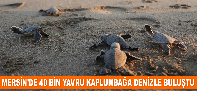 Mersin sahillerinde 40 bin yavru kaplumbağa denizle buluştu