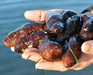 Gelibolu'da 100 kilo kaçak deniz patlıcanı ele geçirildi