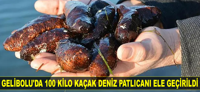 Gelibolu'da 100 kilo kaçak deniz patlıcanı ele geçirildi