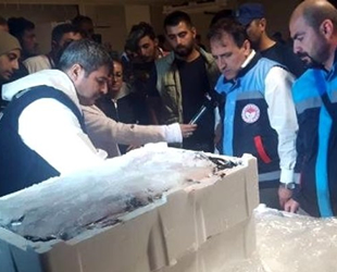 Boy denetimine takılan 2 ton balığa el konuldu