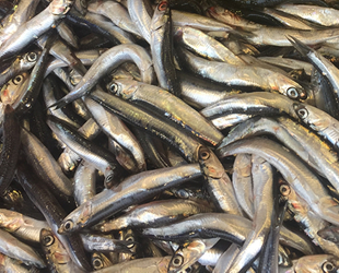 Hamsi, Karadenizli balıkçıların yüzünü güldürdü