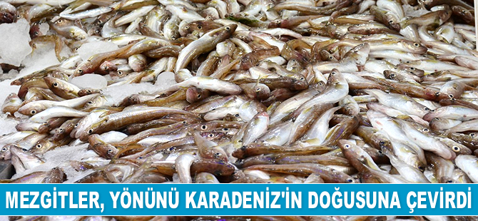 Karadeniz’de mezgit bolluğu yaşanıyor