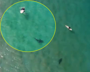 Christopher Joye, köpek balığı saldırısını drone ile engelledi