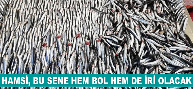 Hamsi, bu sene hem bol hem de iri olacak