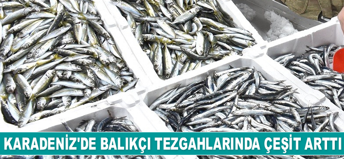 Karadeniz’de balıkçı tezgahlarında çeşit arttı