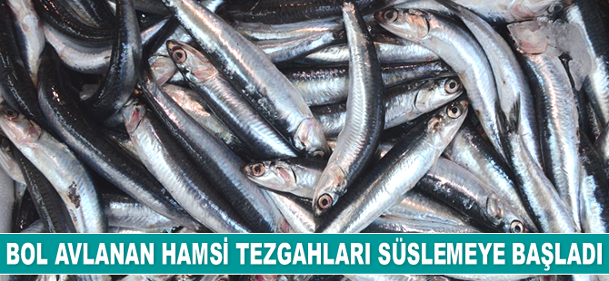 Bol avlanan hamsi tezgahları süslemeye başladı