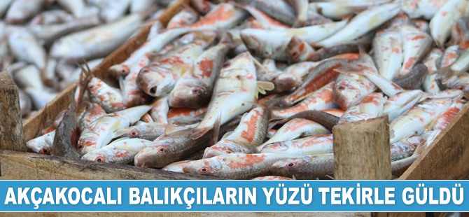 Akçakocalı balıkçıların yüzü tekirle güldü