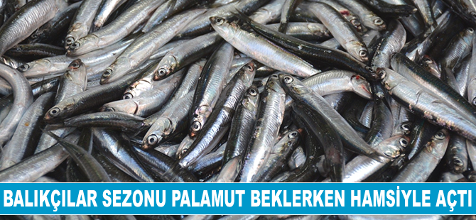 Karadenizli balıkçılar sezonu palamut beklerken hamsiyle açtı