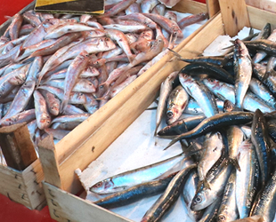 Mersin'de 9 bin ton balık avcılığı bekleniyor