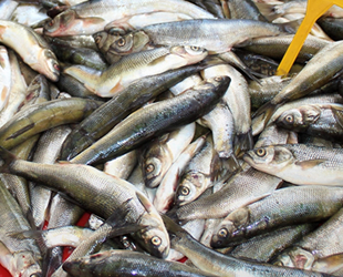 Van Gölü’nün inci kefali değer kazandı