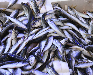 Sinop'ta balıkçı tezgahları şenlendi