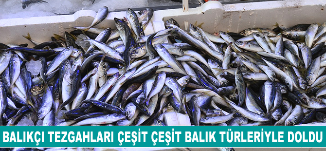 Sinop'ta balıkçı tezgahları şenlendi