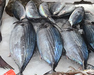 Balıkçılar istedikleri palamudu bulmaya başladı