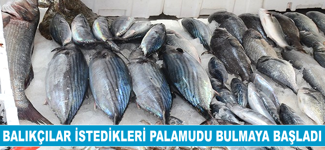 Balıkçılar istedikleri palamudu bulmaya başladı
