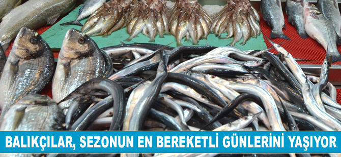 Balıkçılar, sezonun en bereketli günlerini yaşıyor
