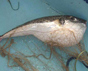 Balon balıkları için balıkçılara ödeme yapıldı