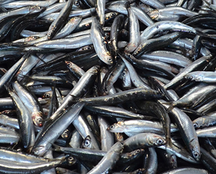 Balıkçı tezgahlarında hamsi fiyatları düşmeye başladı