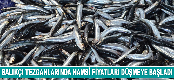 Balıkçı tezgahlarında hamsi fiyatları düşmeye başladı