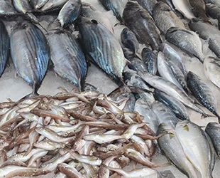 Samsun'da balıkçılık yıllık ekonomiye 18 milyon euro katkı sağlıyor