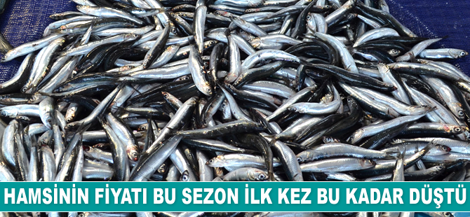 Hamsinin fiyatı bu sezon ilk kez bu kadar düştü