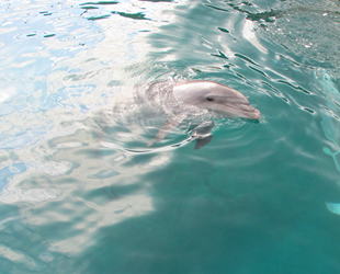 TripAdvisor, yunus ve balinaları tutsak eden tesislere bilet satmayacak