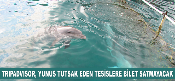 TripAdvisor, yunus ve balinaları tutsak eden tesislere bilet satmayacak